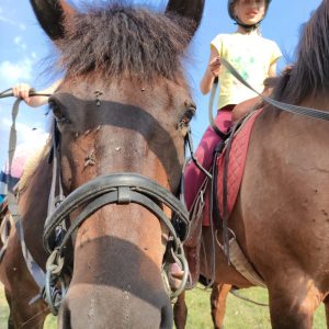 V KONSKOM SEDLE- tábor s jazdením a starostlivosťou o kone
